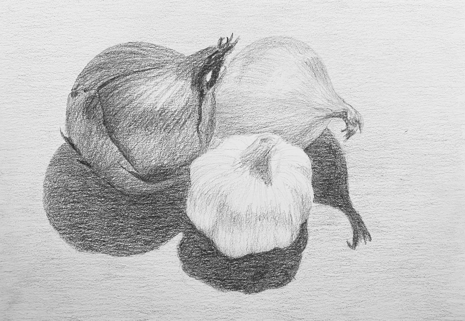 lyijykynällä piirrettyjä sipuleita